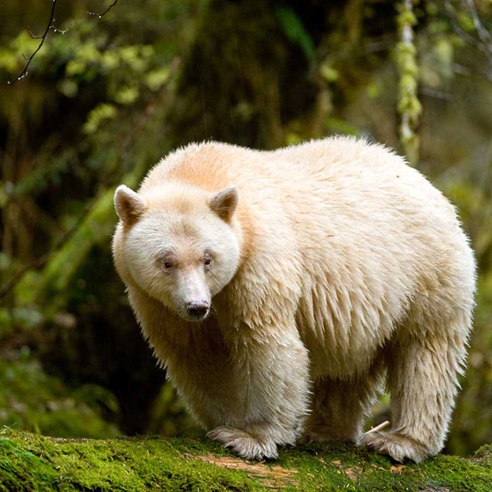 Great Bear Rainforest (2019) By Ian McAllister