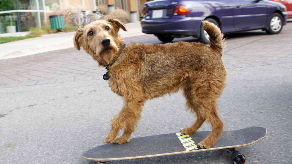 le-chien-de-la-caserne-2007-par-todd-holland