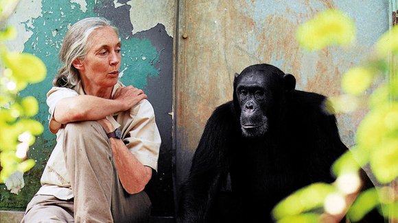 Jane Goodall's Wild Chimpanzees (2002) by David Lickley