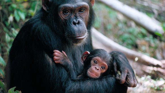 Jane Goodall's Wild Chimpanzees (2002) by David Lickley