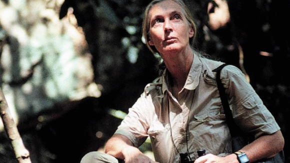 Jane Goodall's Wild Chimpanzees (2002) by David Lickley