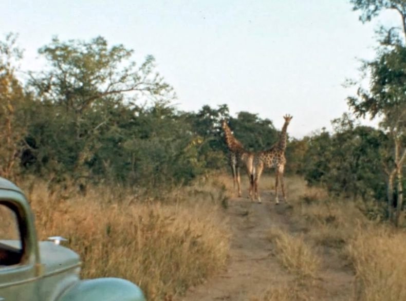 The Woman Who Loves Giraffes (2018) by Alison Reid