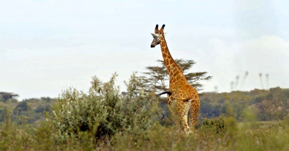 The Woman Who Loves Giraffes (2018) by Alison Reid