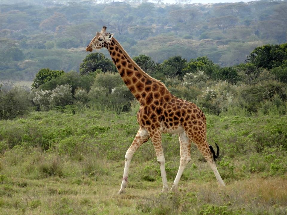 The Woman Who Loves Giraffes (2018) by Alison Reid