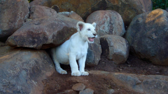 White Lion (2010) par Michael Swan