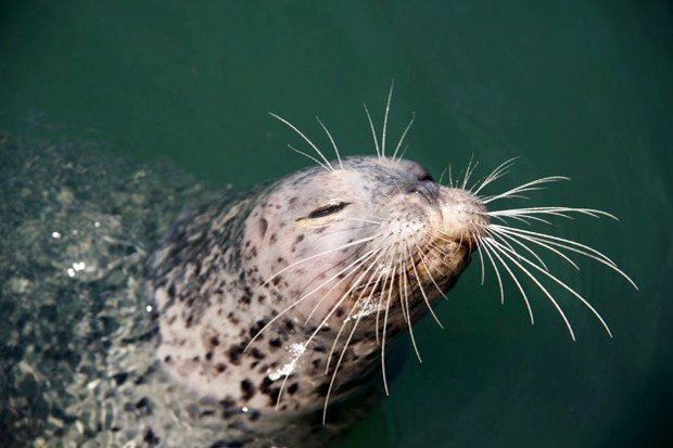 Sea Lions: Life by a Whisker (2020) by Amelia McCarten, Paul Phelan