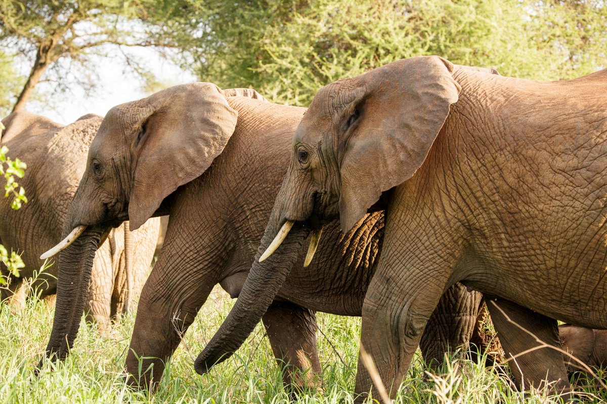 Serengeti: Journey to the Heart of Africa (2022) par Michael Dalton-Smith